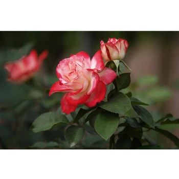 Gėlė, Rožė kvadratiniu Apvalių Akmenų 3D 